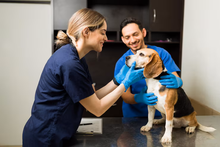 Veterinaria atendiendo a una mascota con cariño